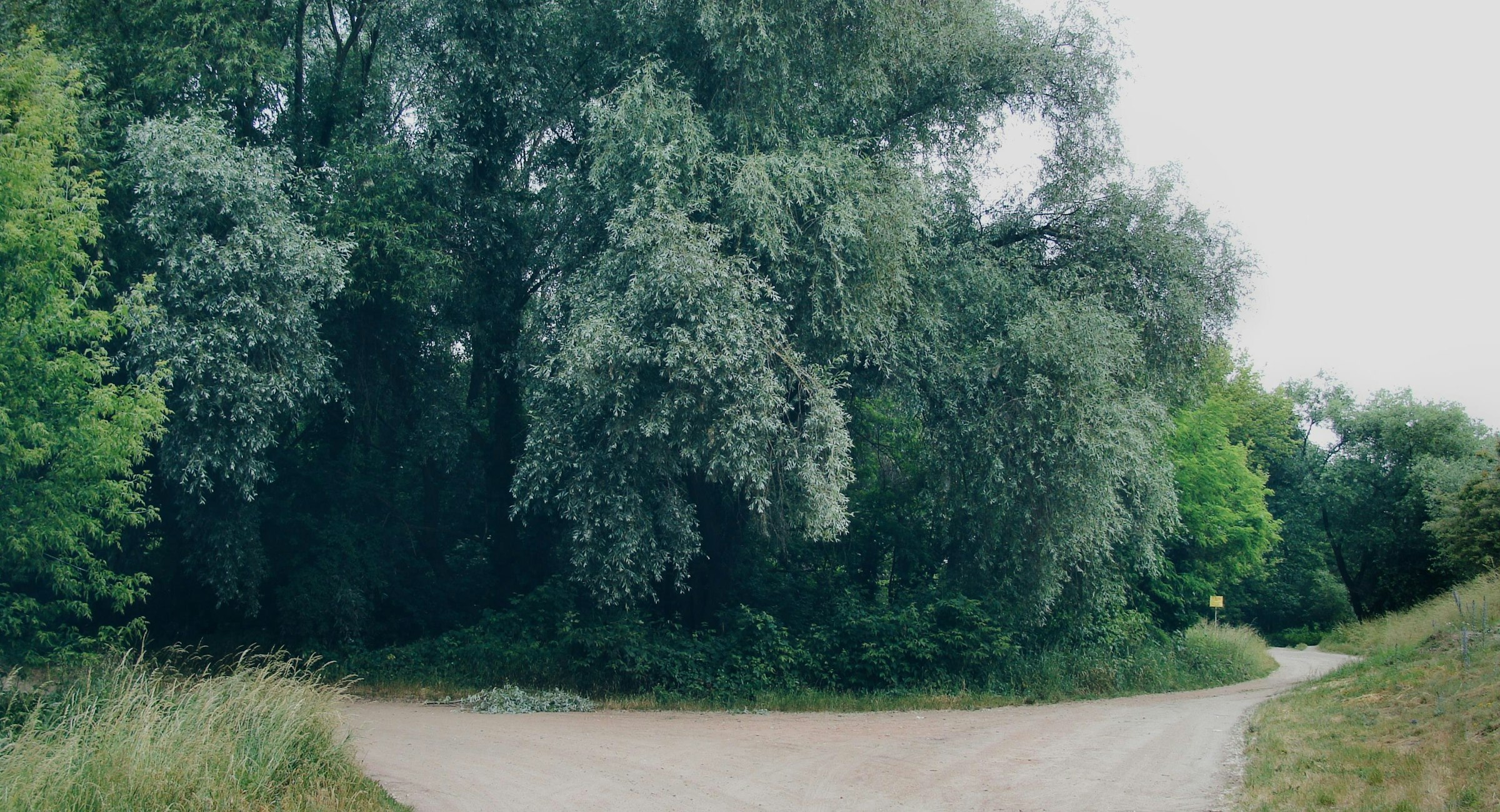 A dirt path splits in two between trees